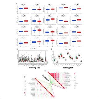 Construction And Validation Of The Immune Related Gene Prognostic