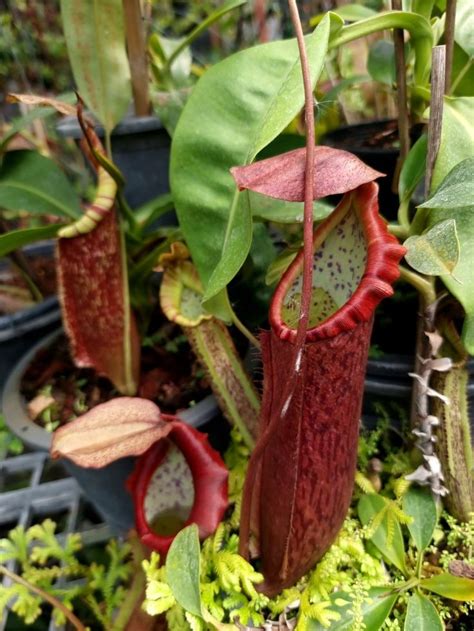 Pin By Ganto Nepenthes On Gallery In 2022 Weird Plants Planting