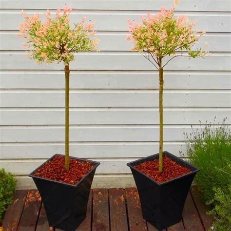 Pair Of Standard Topiary Trees Salix Flamingo With Large Flared Decorative Planters