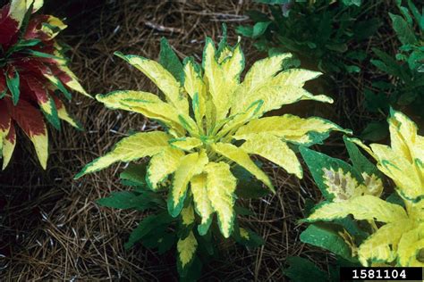 Pigweed Genus Amaranthus