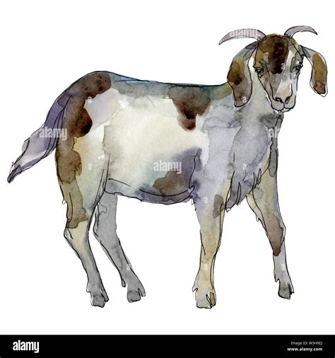 Goat farm animal isolated. Watercolor background illustration set ...