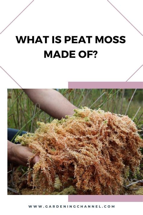 What Is Peat Moss Made Of Gardening Channel Peat Moss Peat Moss