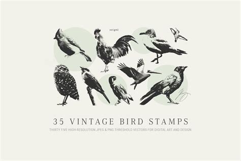 35 Vintage Bird Graphics By Soignéarts On Creativemarket Vintage