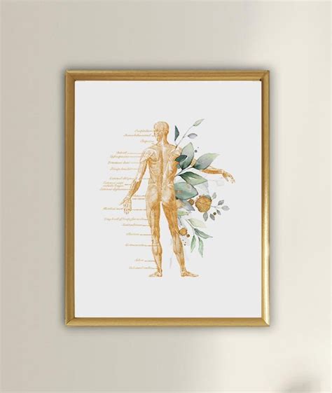 Muscular System Art Anatomy Art Set Medical Art Set Massage Etsy