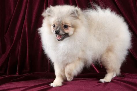 The puppy of the spitz-dog stock image. Image of animals - 3756933