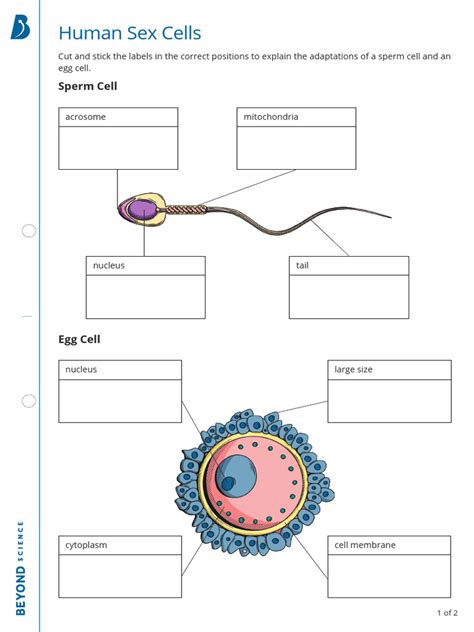 Human Sex Cells Worksheet Support Pdf