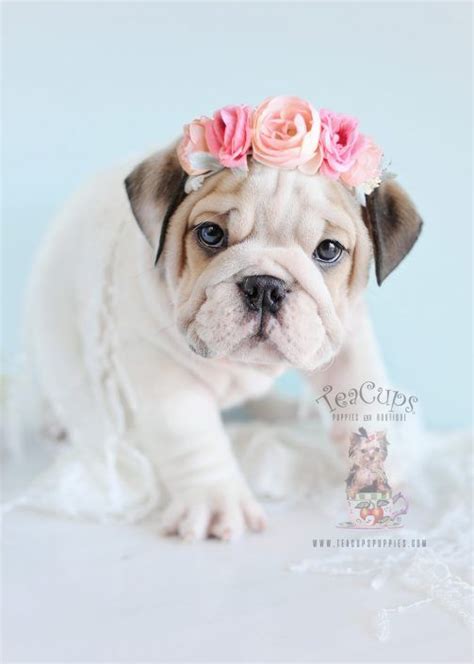 Toy Teacup Puppies For Sale Teacup Puppies And Boutique English