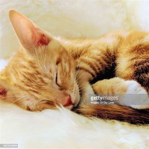 12 Dog And Cat Scratching Stock Photos High Res Pictures And Images