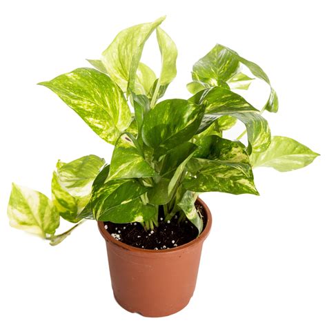 Nurturing Green Indoor Money Plant Hybrid