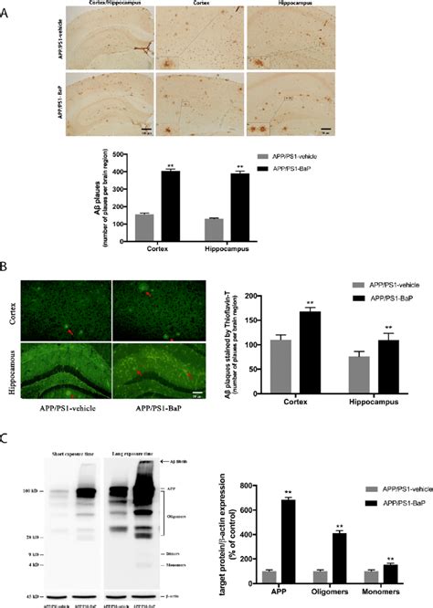 Bap Exposure Exacerbated Aβ Burden And Plaque Formation In App Ps1