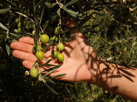 Precio Del Aceite De Oliva Por Las Nubes En Espa A El Pueblo