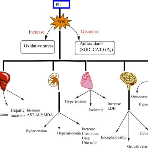 Mechanism of lead (Pb) toxicity | Download Scientific Diagram