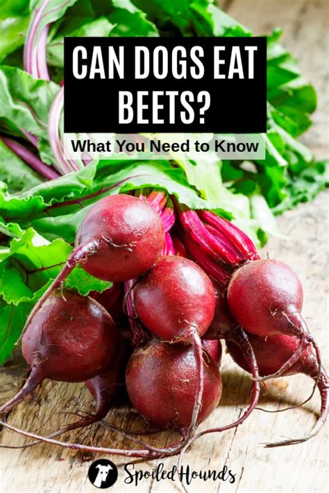 Can Dogs Eat Beets What You Need To Know