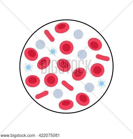 Human Blood Cells Vector & Photo (Free Trial) | Bigstock