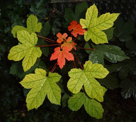 Gorski Javor Acer Pseudoplatanus Plantea