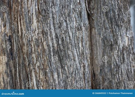 Imagen De Fondo Natural Textura De Corteza Madera Antigua En Bosque