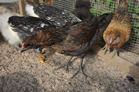 6 Week Old Easter Egger Pullet Or Rooster BackYard Chickens Learn