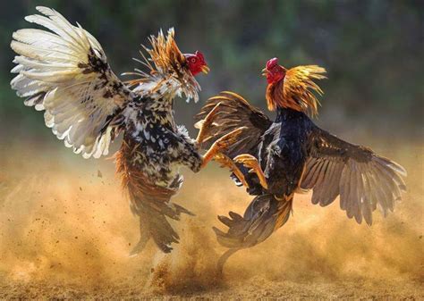 Details 71 Fighting Rooster Wallpaper Latest In Cdgdbentre