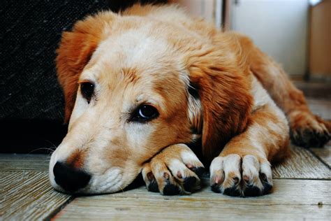 Cómo saber si mi perro tiene cáncer