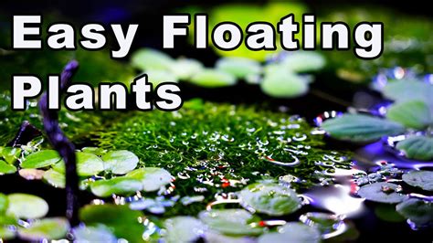 Easy Floating Plants For Your Aquarium My Current Collection 🌱💦🌿 Youtube