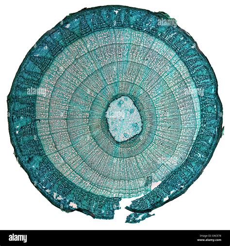 High Resolution Light Photomicrograph Of Tilia Stem Cross Section Seen