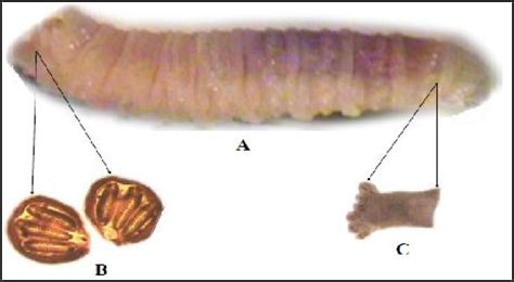 A The Full Grown Third Instar Larvae Of Chrysomya Bezzianna B