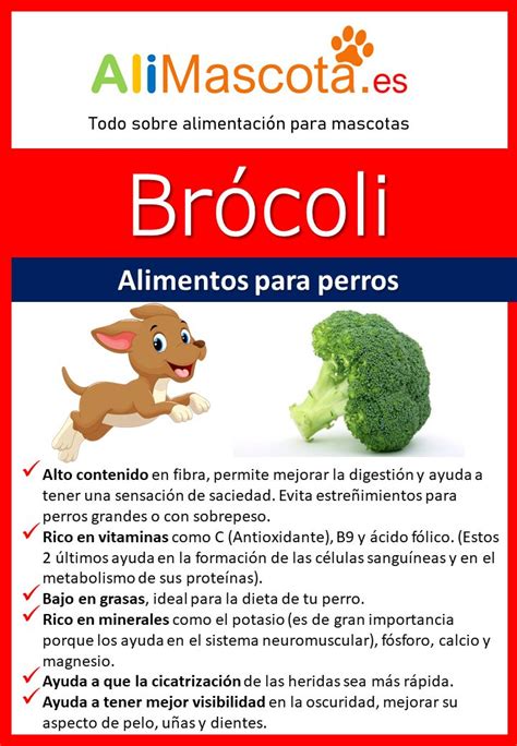 Verduras Seguras Para Perros Qu Pueden Comer Perropedia