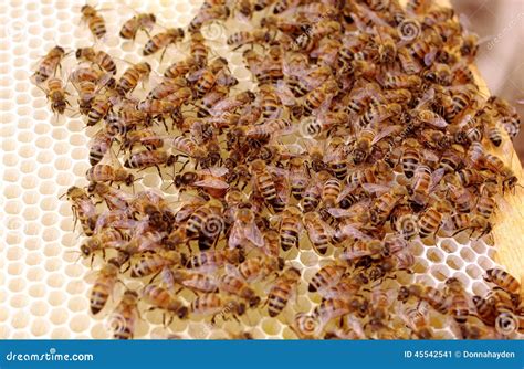 A Queen Laying Eggs On New Brood Frame With Uncapped Honey And Brood Cells. Stock Image - Image ...