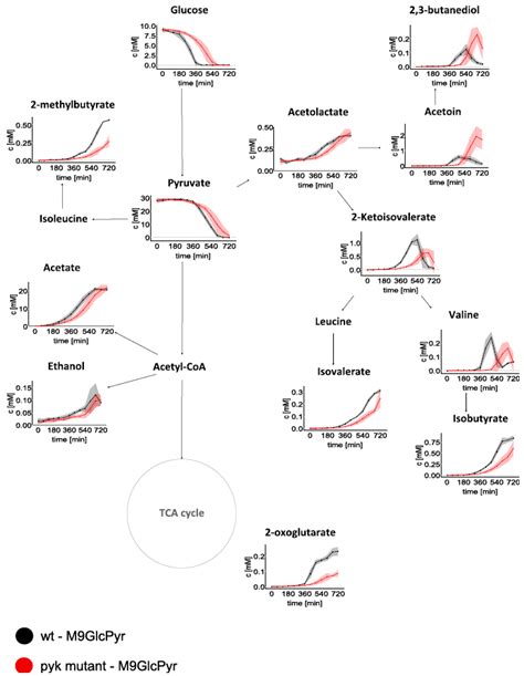 Metabolites Free Full Text The Absence Of Pyruvate Kinase Affects