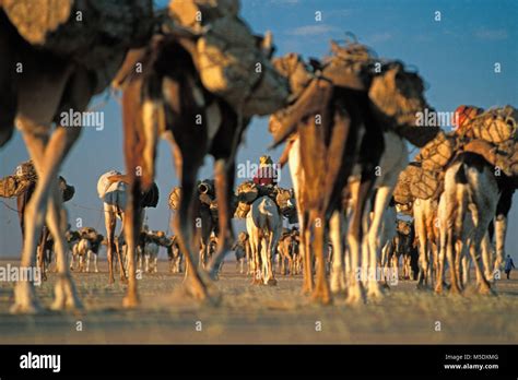 Niger. Agadez. Sahara desert. Sahel. Tenere desert. Tuareg tribe ...