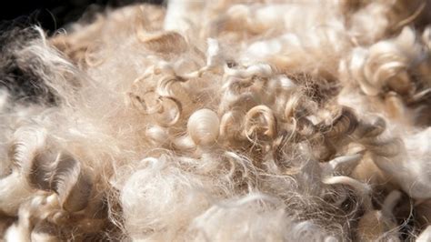 Types of Wool - What Is Wool and The Value of Wool in Wool Rugs