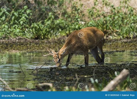 Marsh Deer, Pantanal Brazil Stock Image - Image of touristic, travel ...