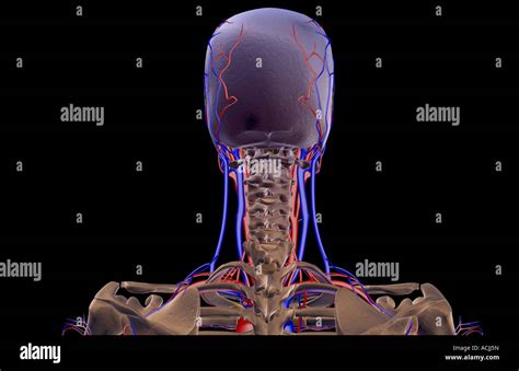 The Blood Supply Of The Head And Neck Stock Photo Alamy