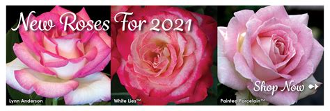 Rose Bushes Garden Rose Bushes Garden Rose Catalog Garden Rose