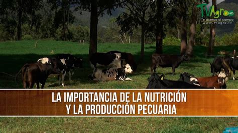 Importancia De La Nutricion Y La Produccion Pecuaria Tvagro Por Juan