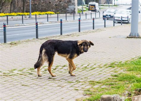 D Couvrez Les Tapes Incroyables De La Vie D Un Chien De Sauvetage