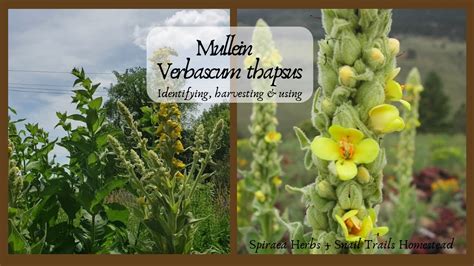 Lets Learn About Mullein Verbascum Thapsus Identifying Harvesting