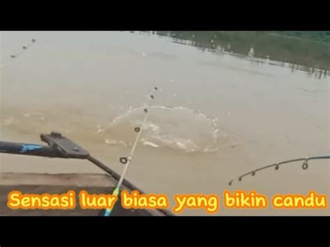 Sensasi Suara Reel Yang Bikin Candu Ketika Umpan Di Makan Saat Mancing