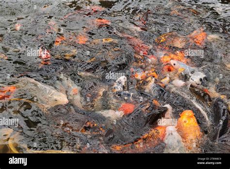 Orange And Black Koi Carp Hi Res Stock Photography And Images Alamy