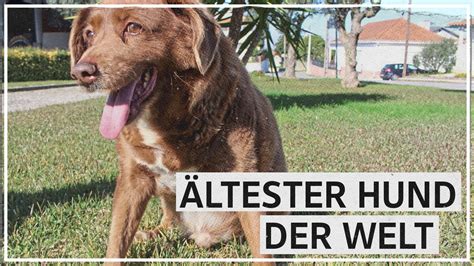 Bobi ist mit 30 Jahren ältester Hund der Welt video Dailymotion