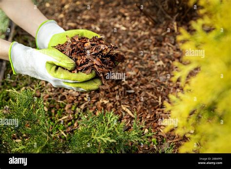 Mulching Garden Conifer Bed With Pine Tree Bark Mulch Stock Photo Alamy