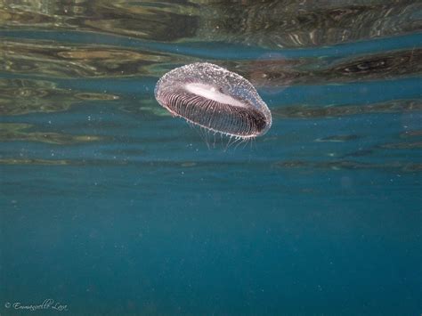 Une Nouvelle Espèce De Méduse Débarque Dans Les Eaux Des Alpes