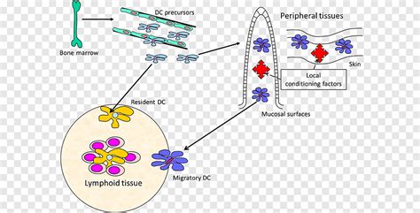 Dendritische cel Dendrite Mucosa geassocieerd lymfoïd weefsel hoek