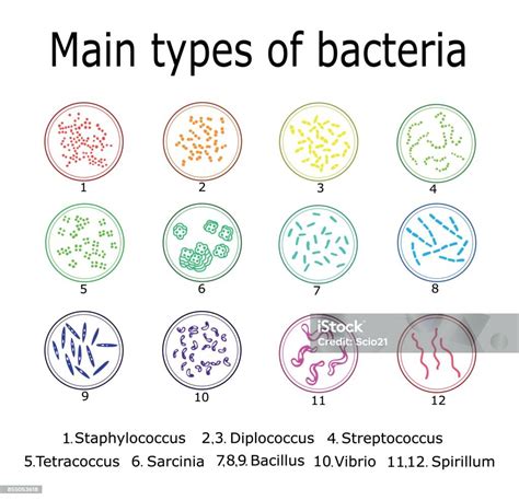 De Belangrijkste Soorten Bacteriën Stockvectorkunst En Meer Beelden Van