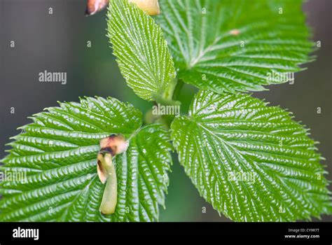 This Is Structure Of Green Leaf Stock Photo Alamy