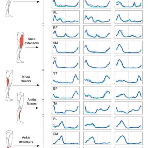 Average Muscle Activity The Mean Activations Of The Recorded Muscles Download Scientific