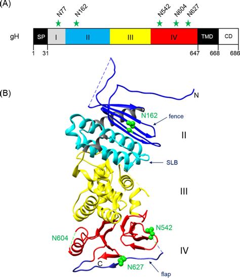 Positions of potential N-linked glycosylation sites in PrV gH. (A) The ...