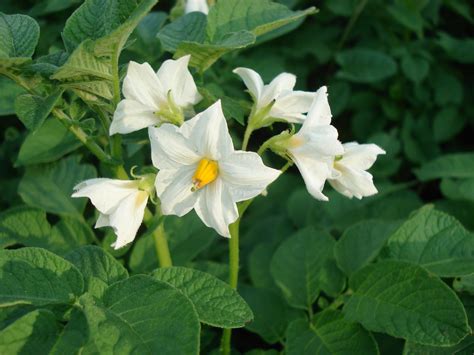 Solanum Tuberosum