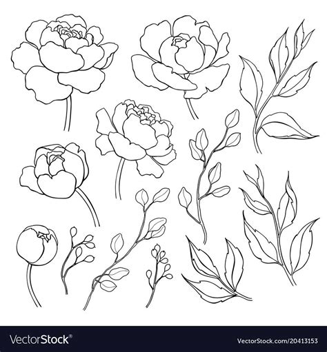 Peony Flower And Leaves Line Drawing Botanical Line Drawing Flower