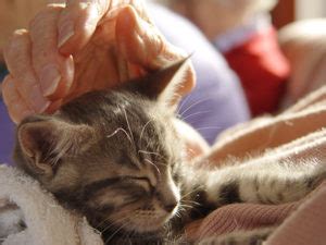 Toscana Al Via I Percorsi Di Formazione Per La Pet Therapy Siena News